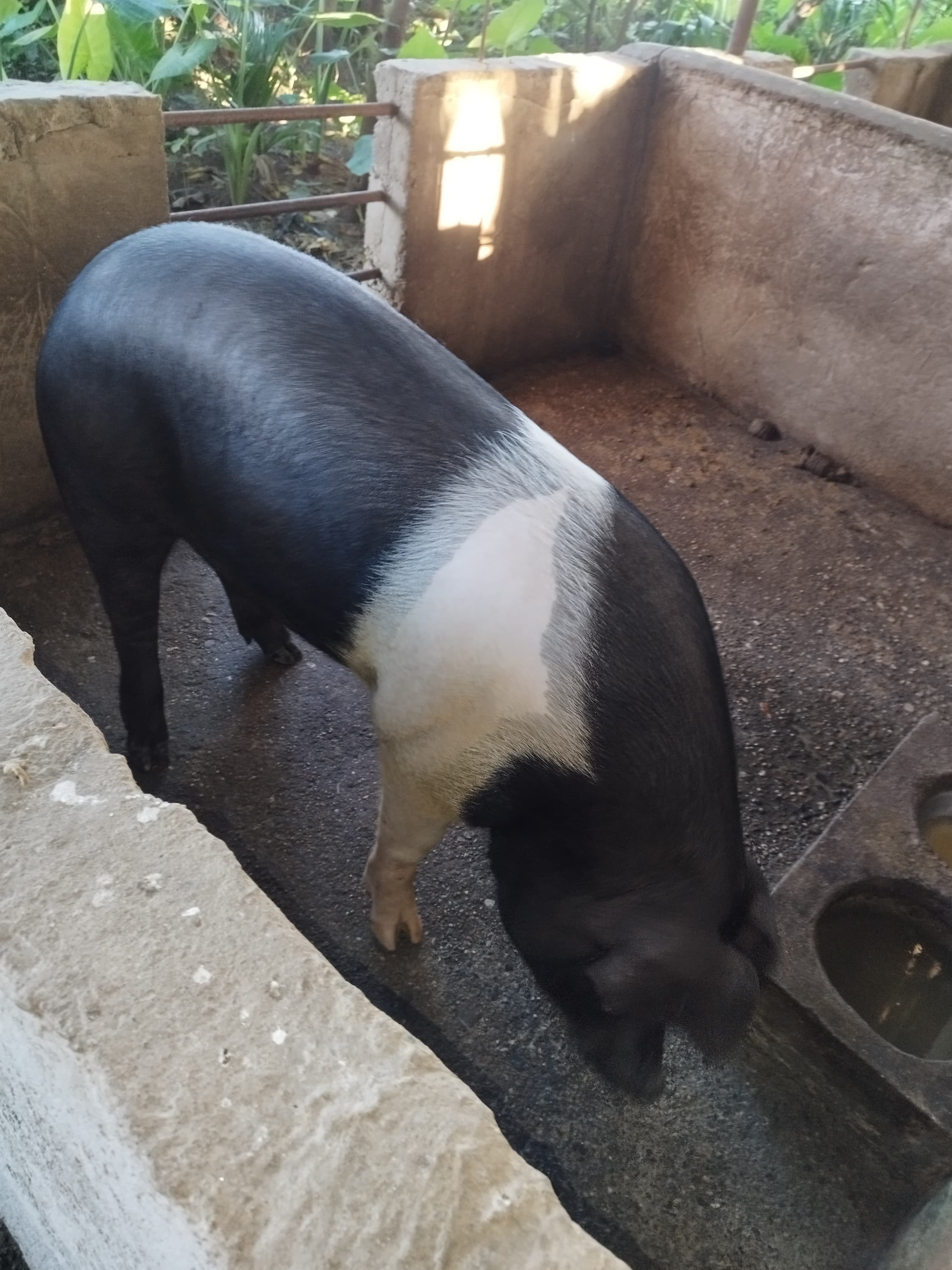 A photo from around our pig farm