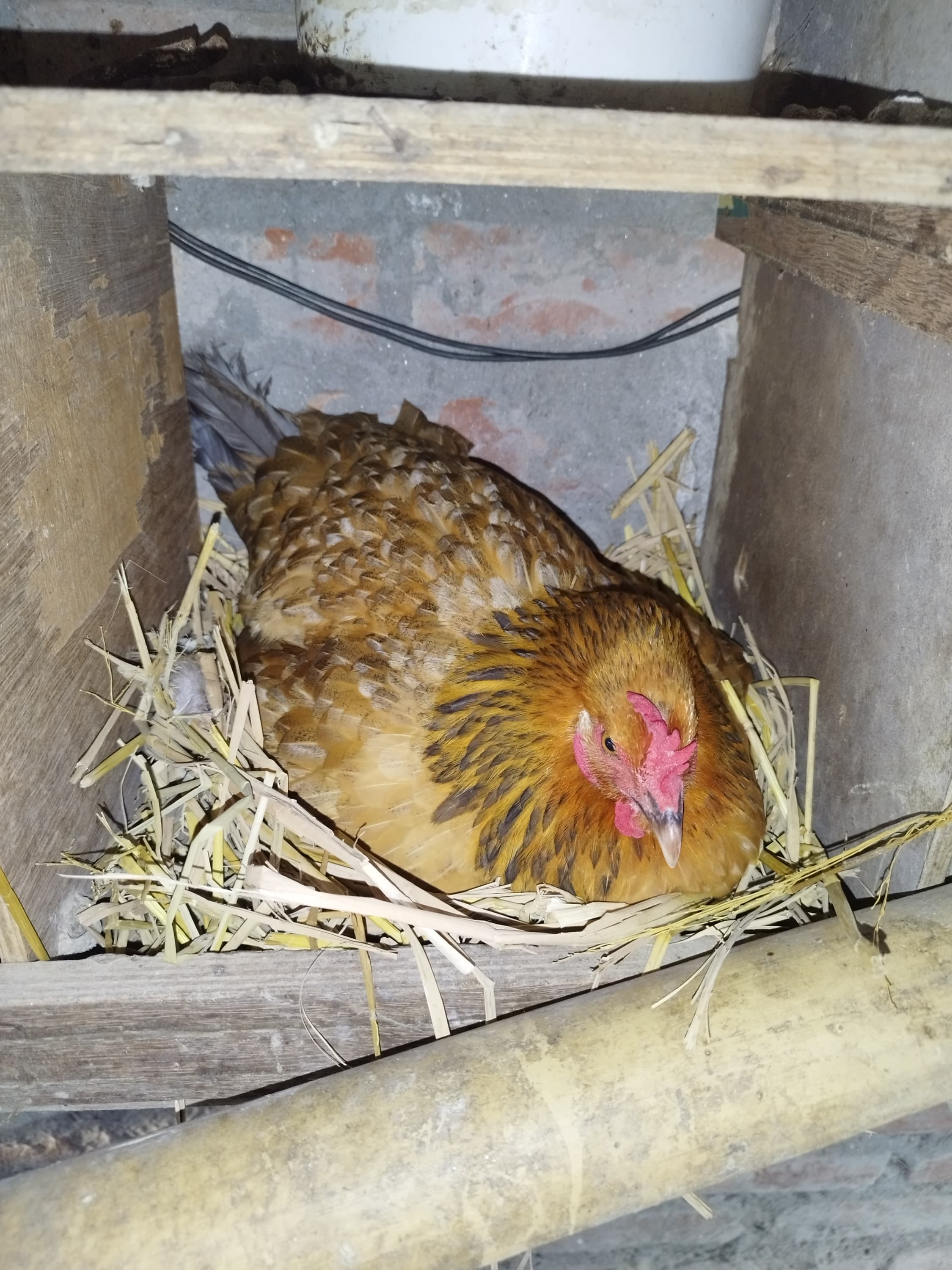 Hen