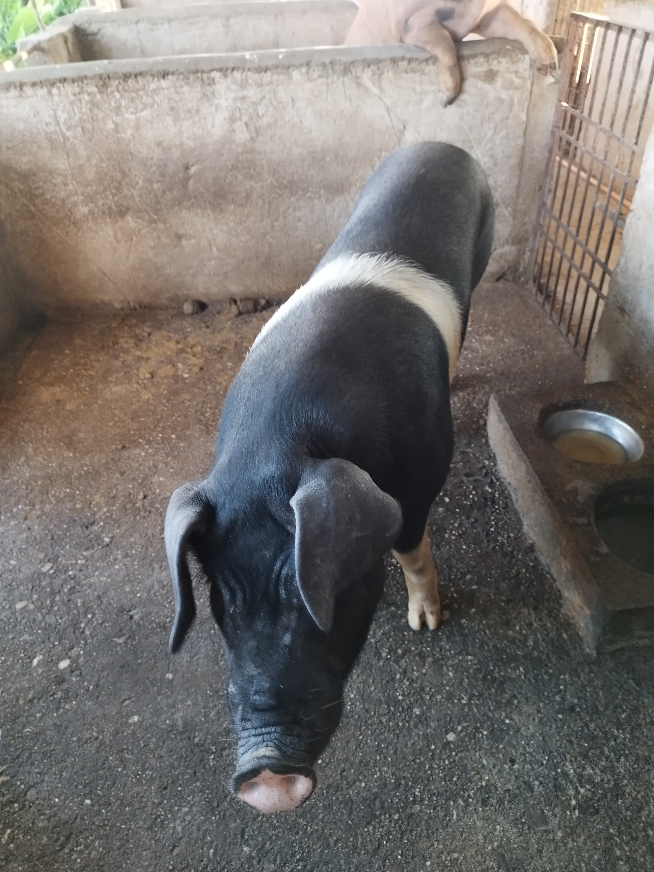 A photo from around our pig farm