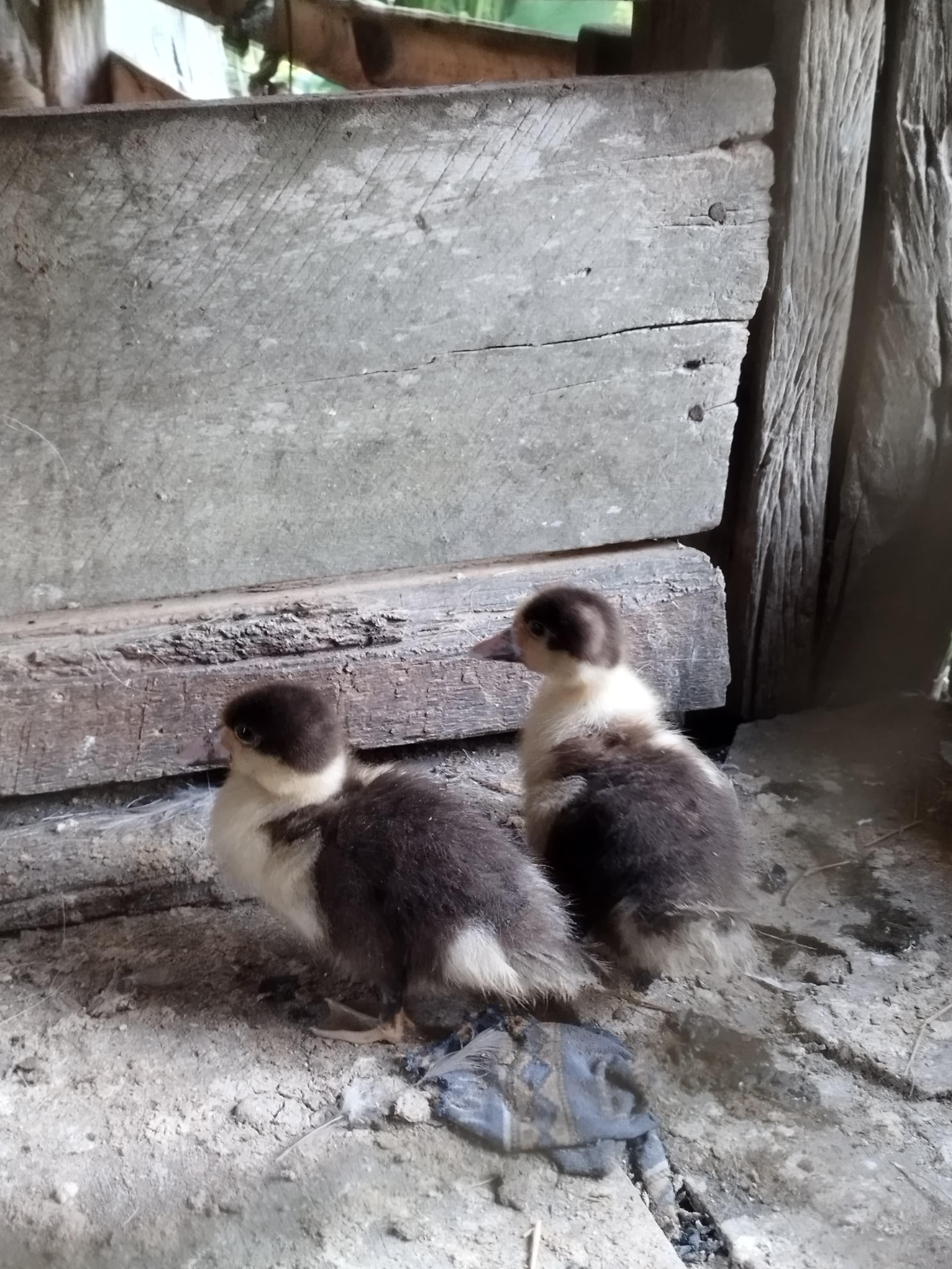 Duck