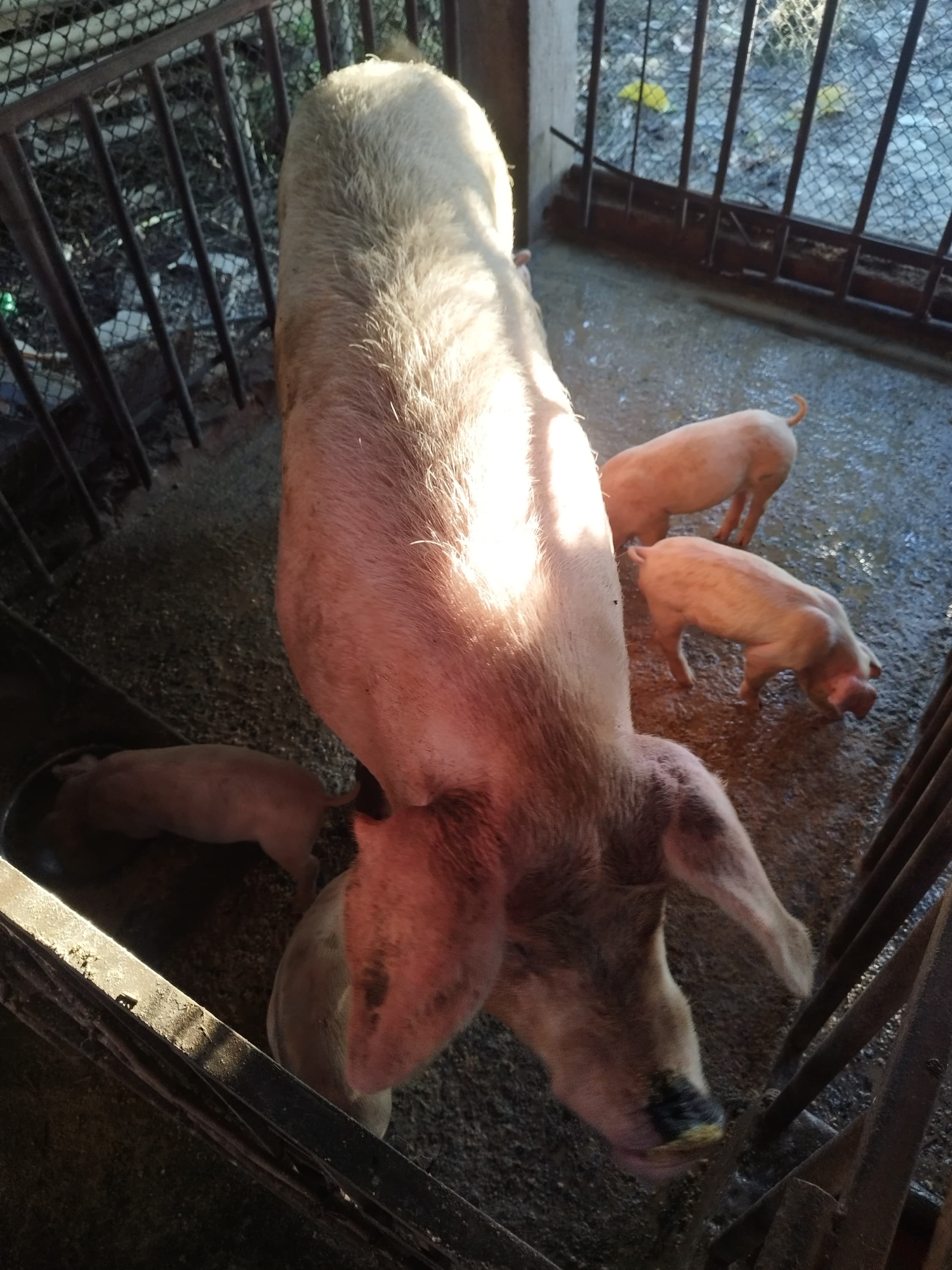 A photo from around our pig farm