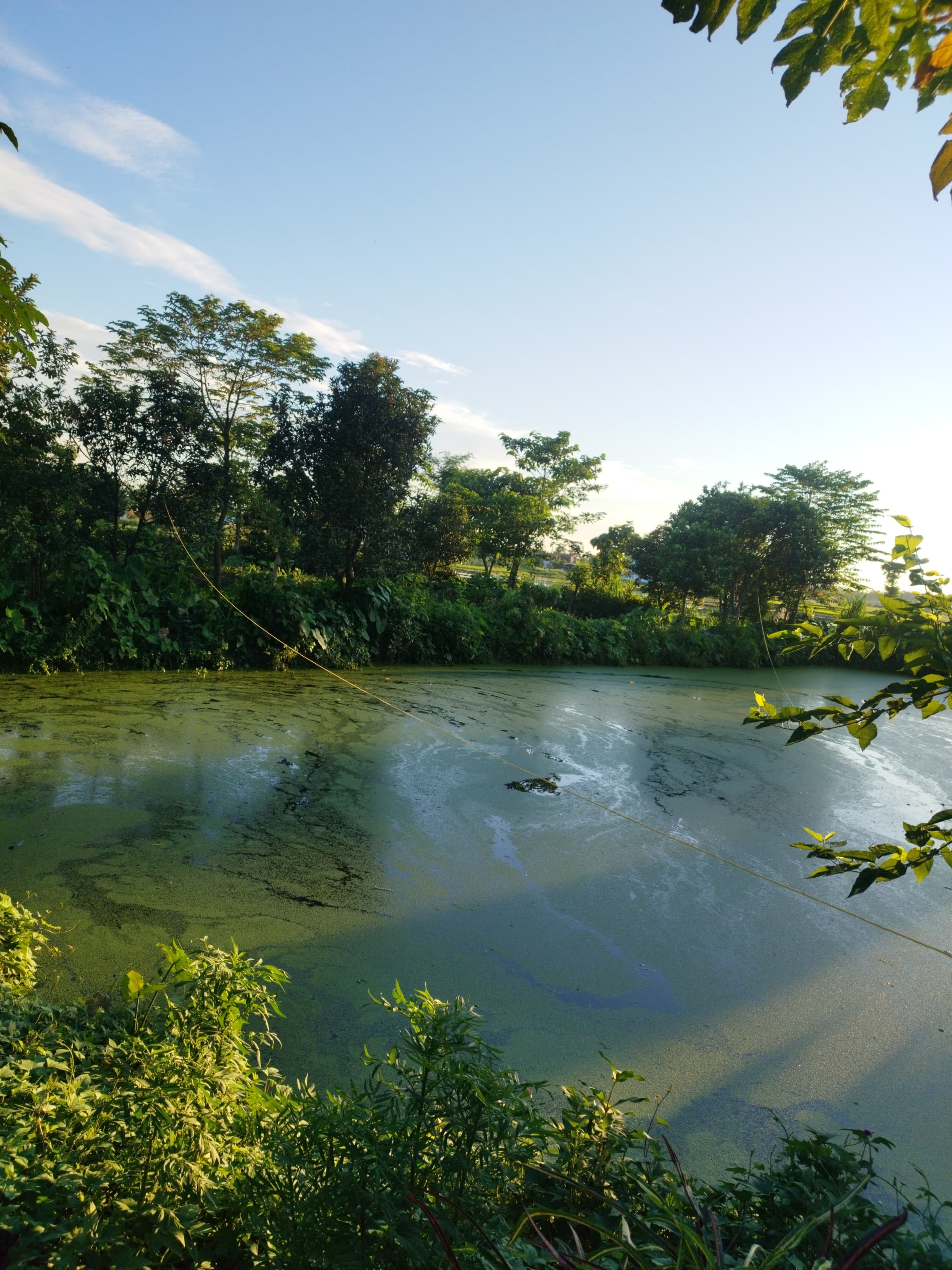 Fish Pond