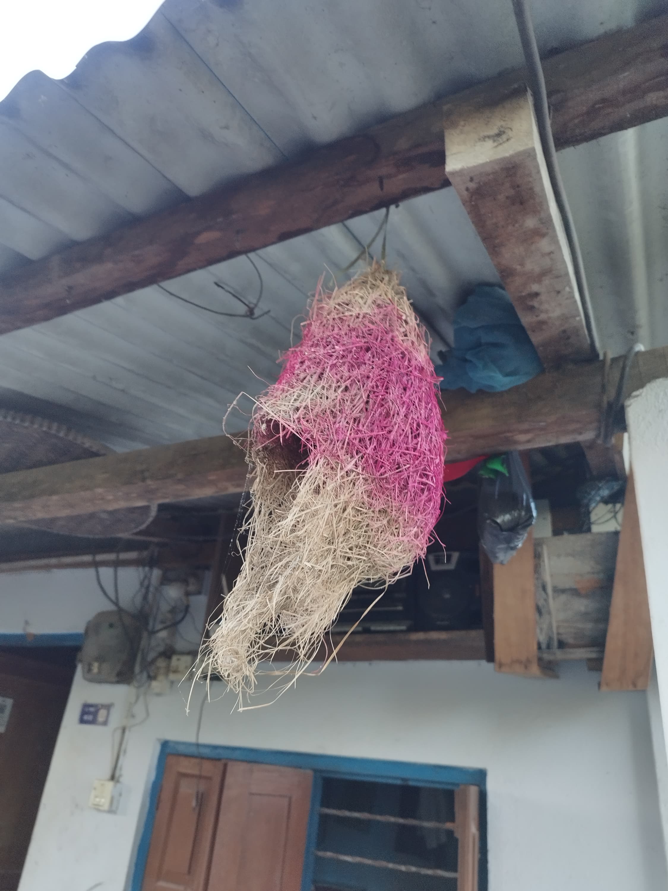 Bird Nest