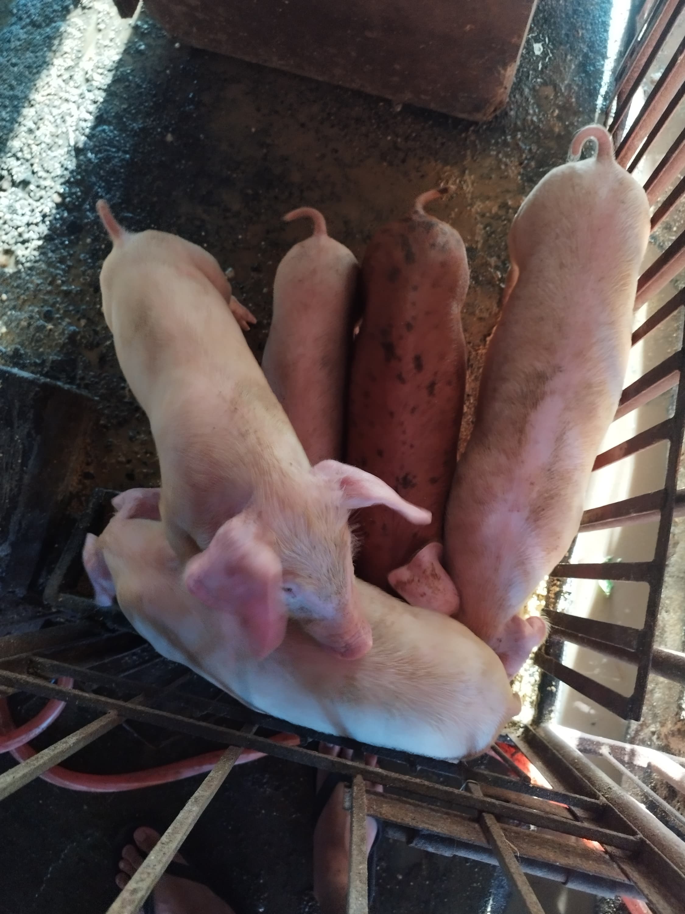 A photo from around our pig farm
