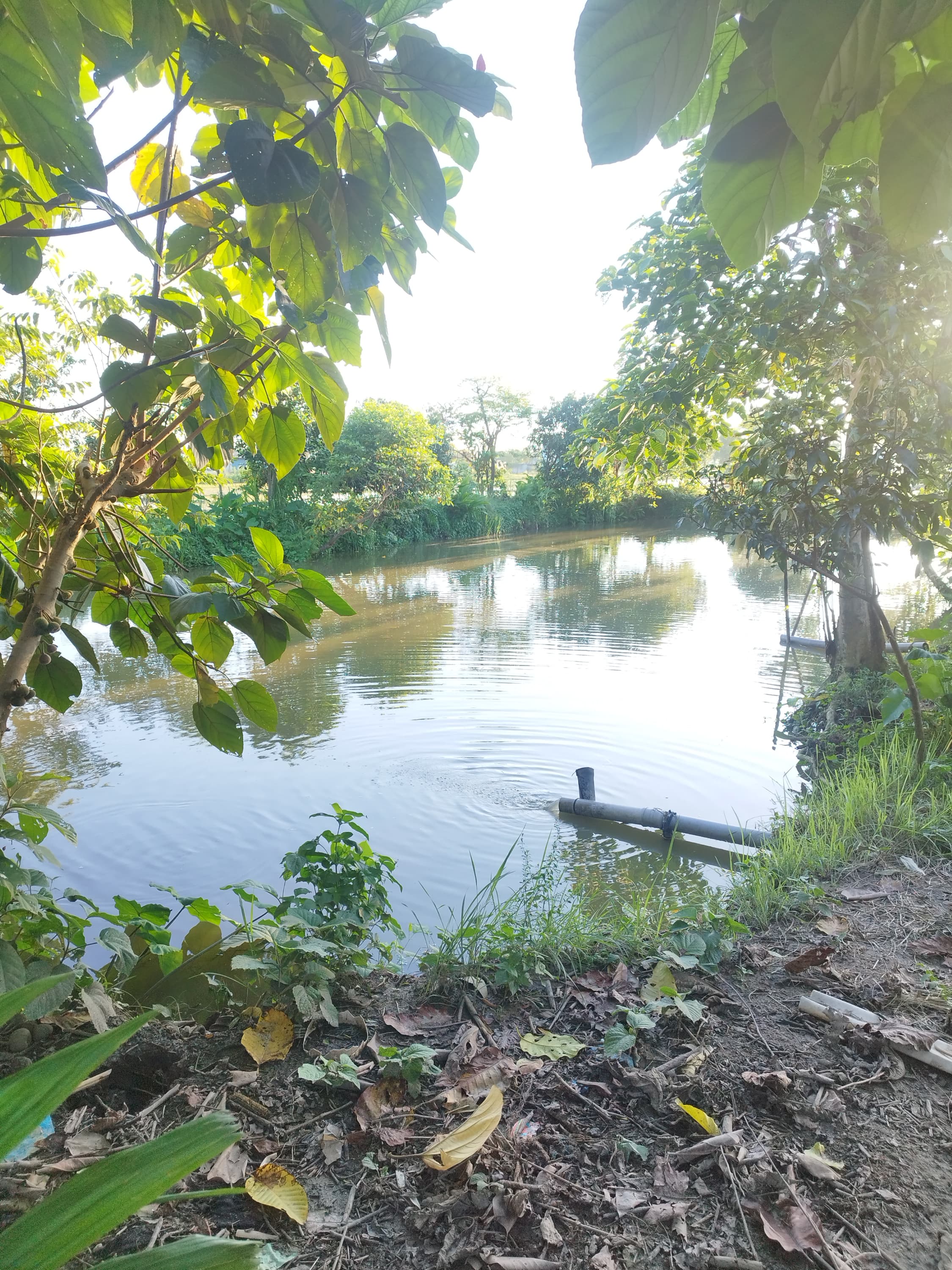 Fish Pond
