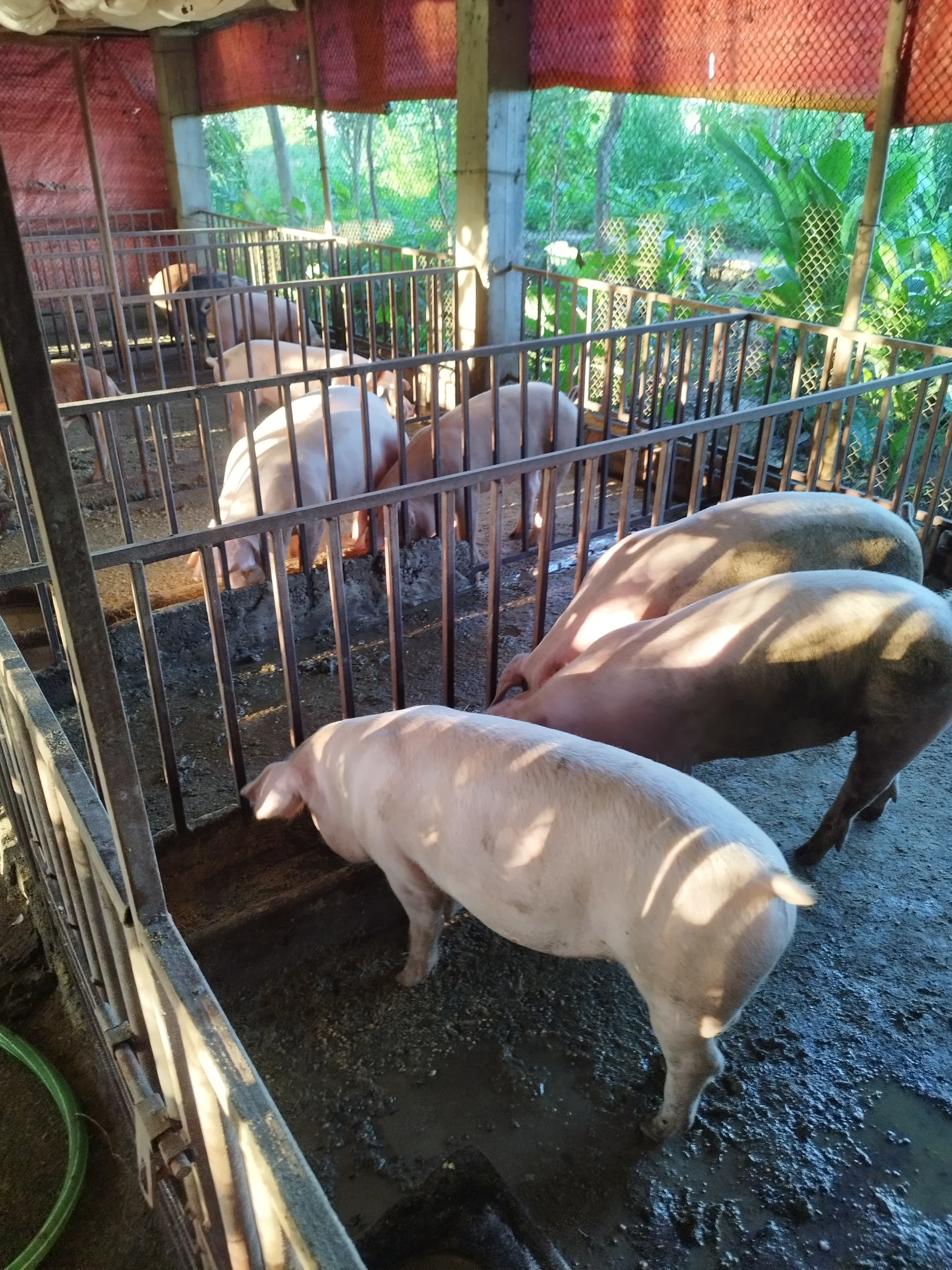 A photo from around our pig farm