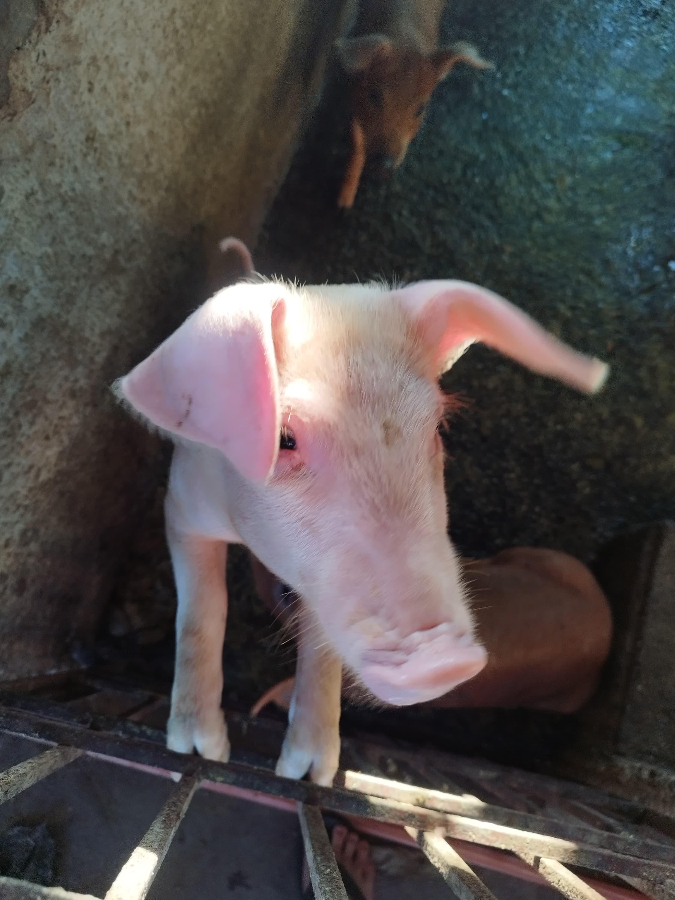 Landrace cross piglet