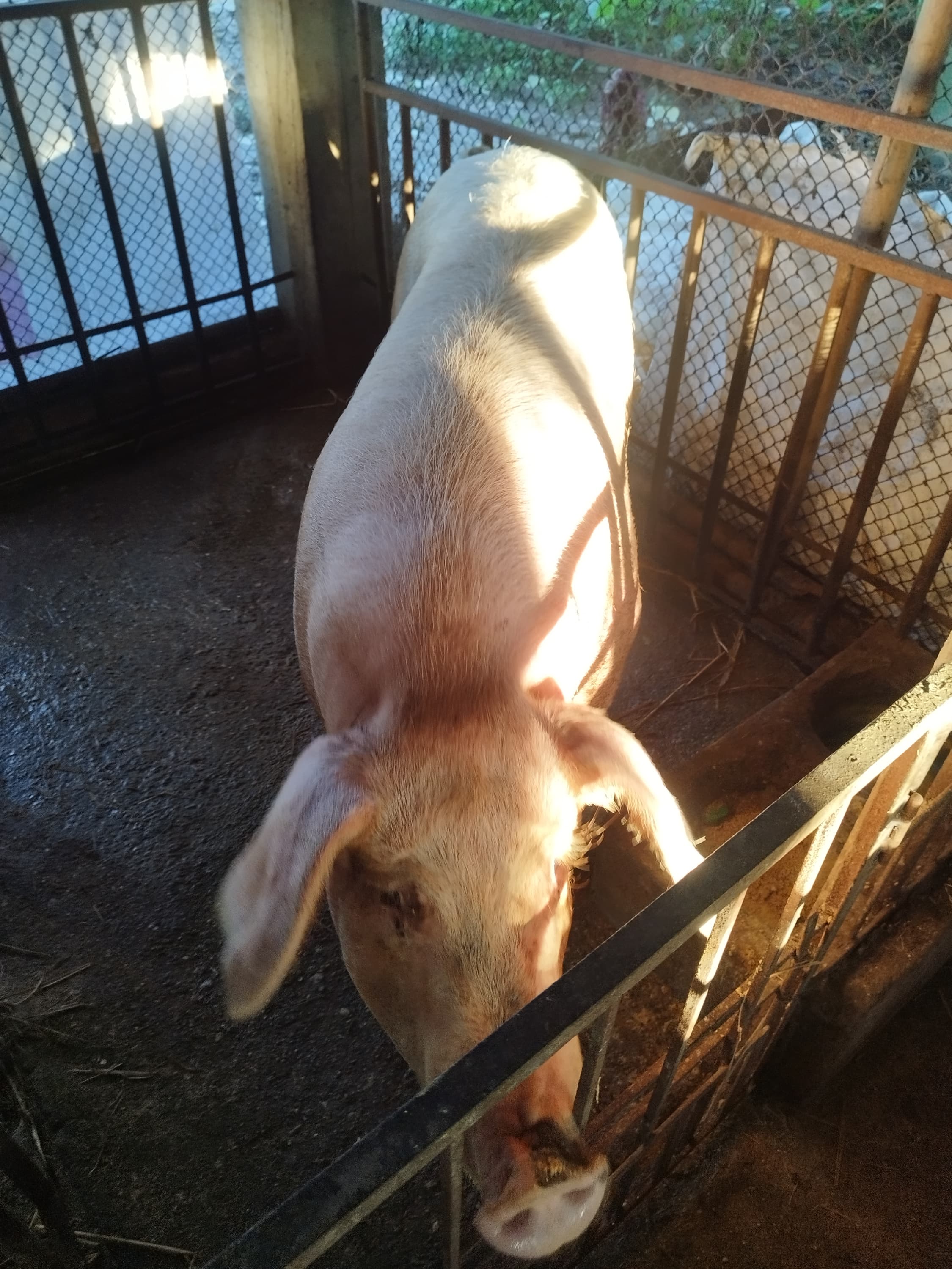 Landrace