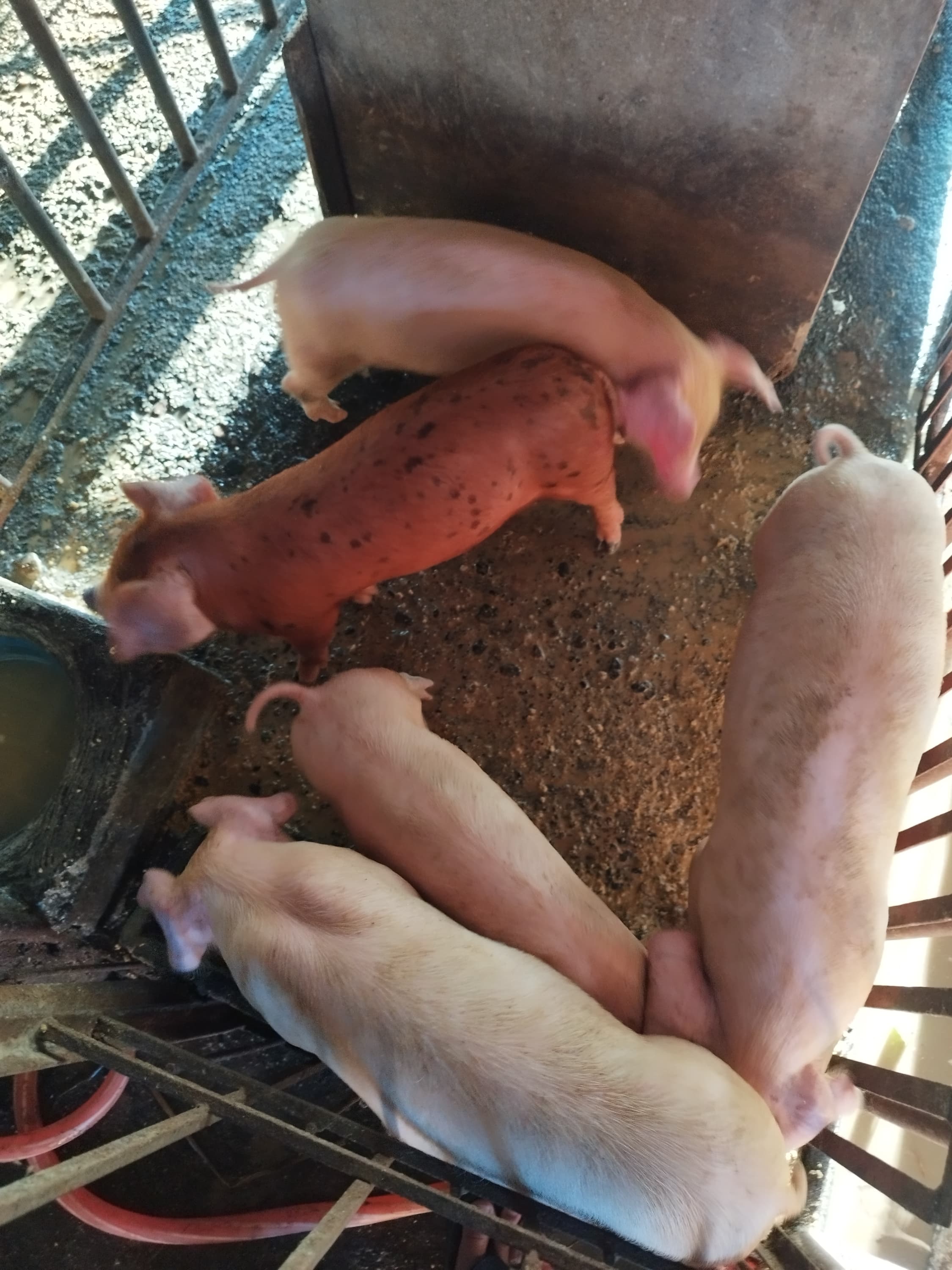 A photo from around our pig farm