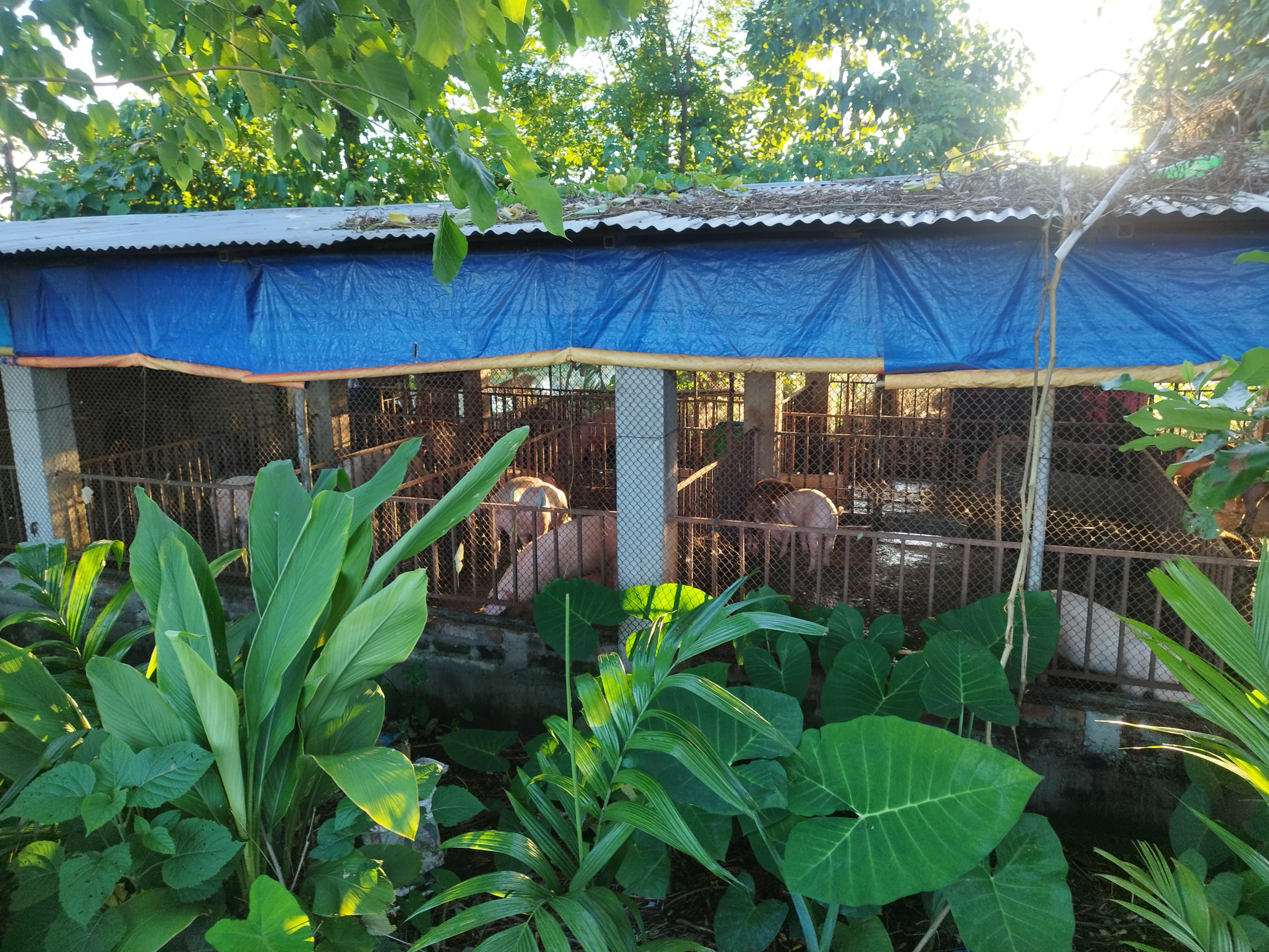 Piggery