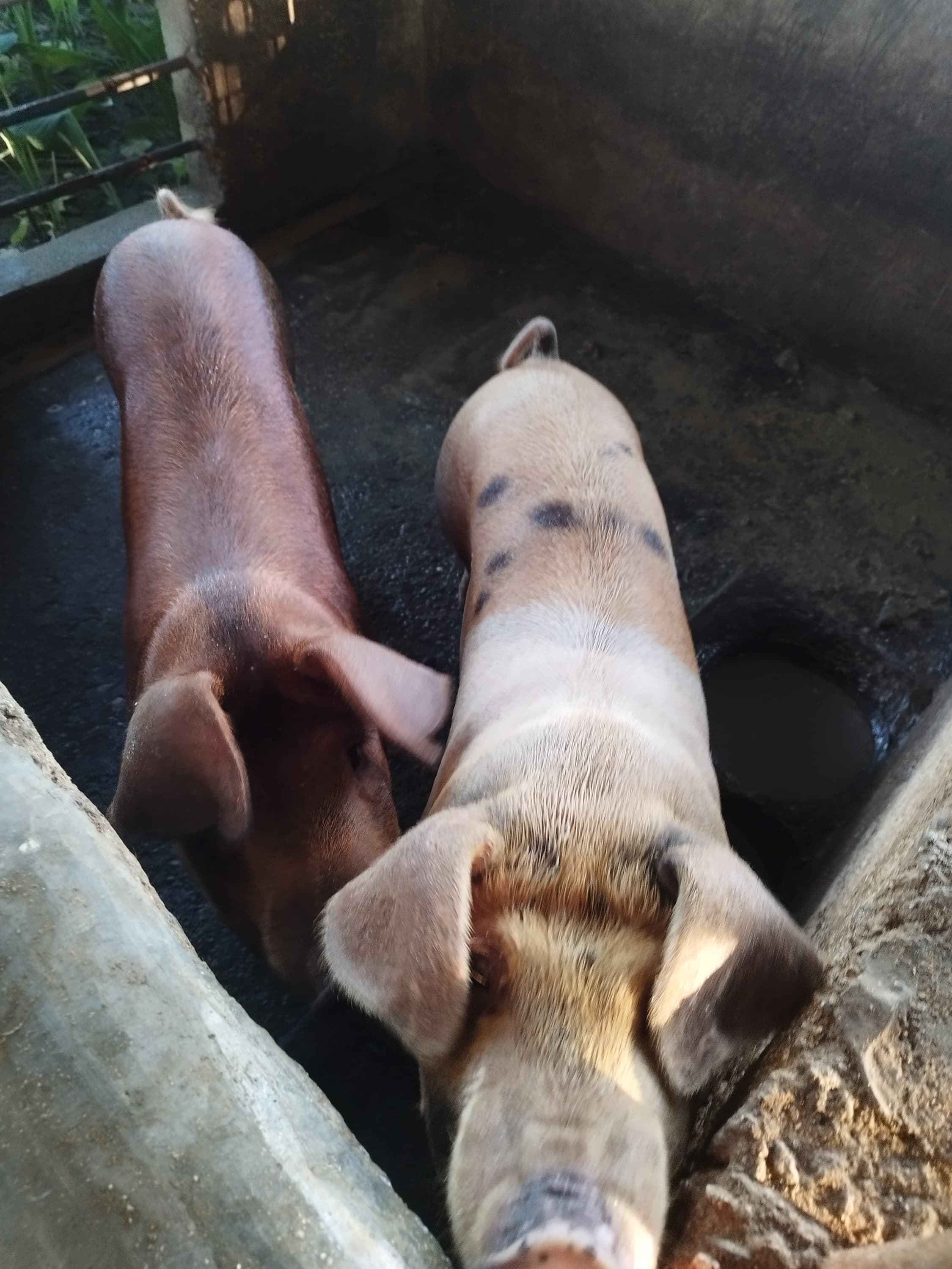 A photo from around our pig farm