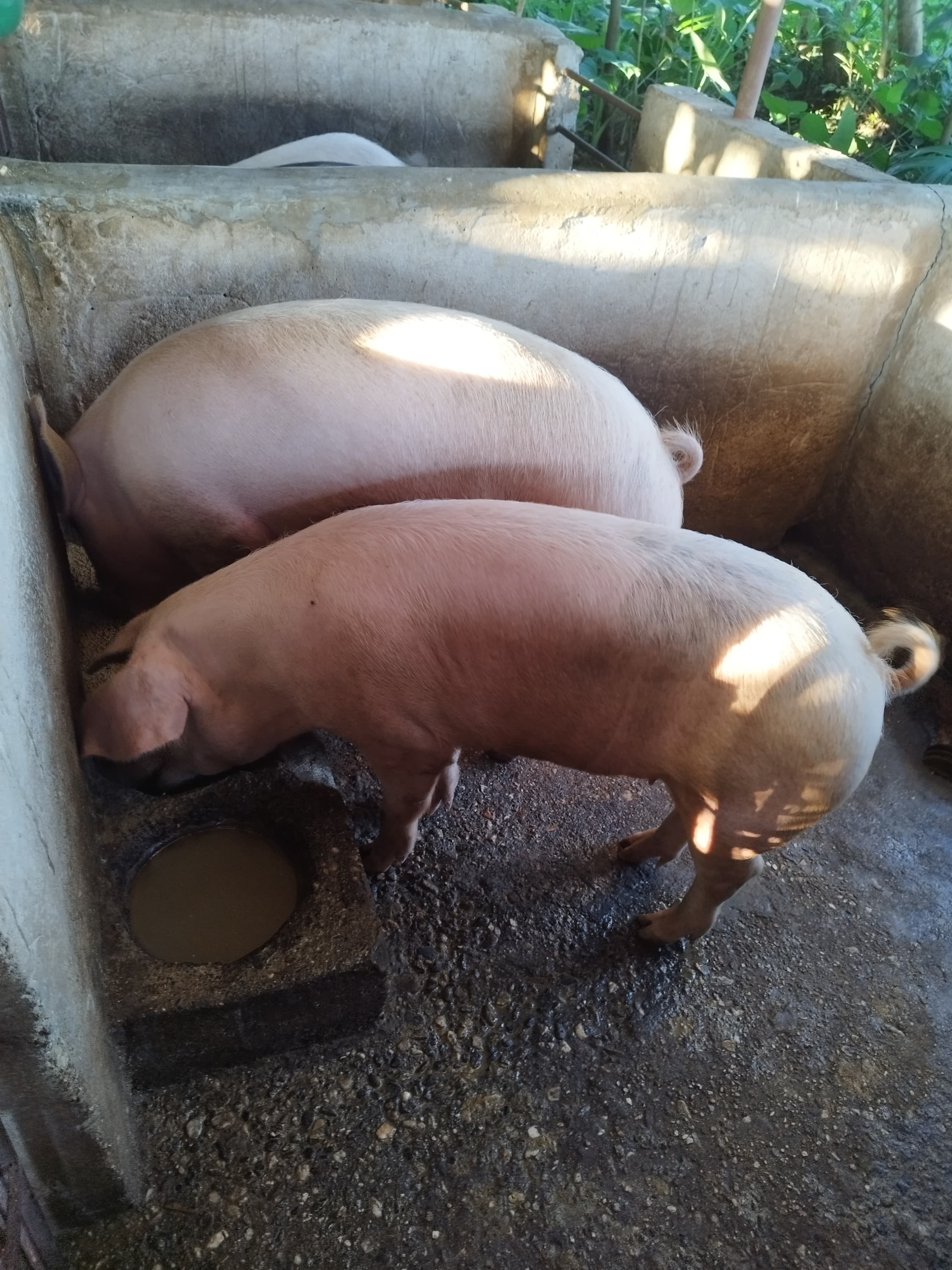 A photo from around our pig farm