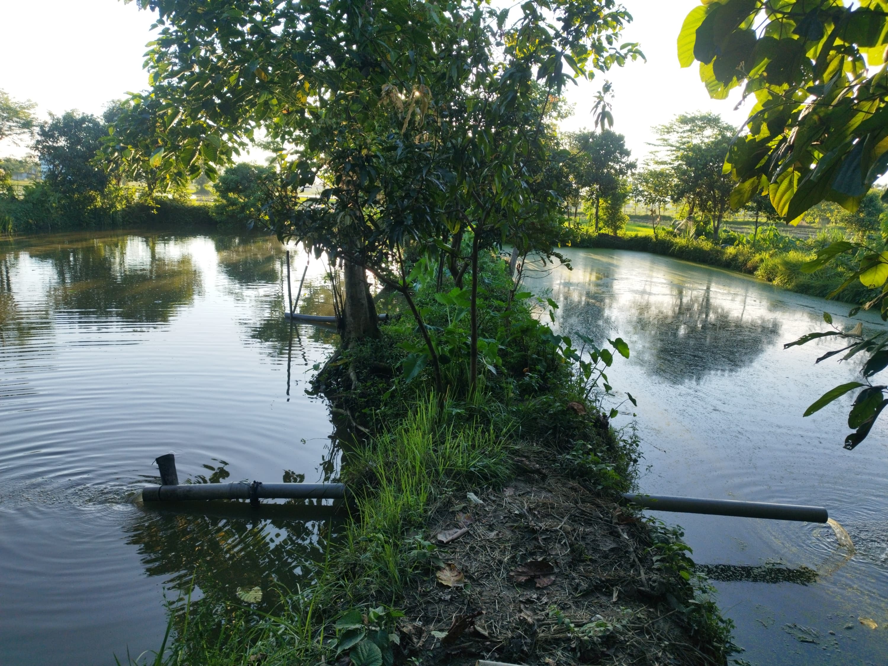 Fish Pond