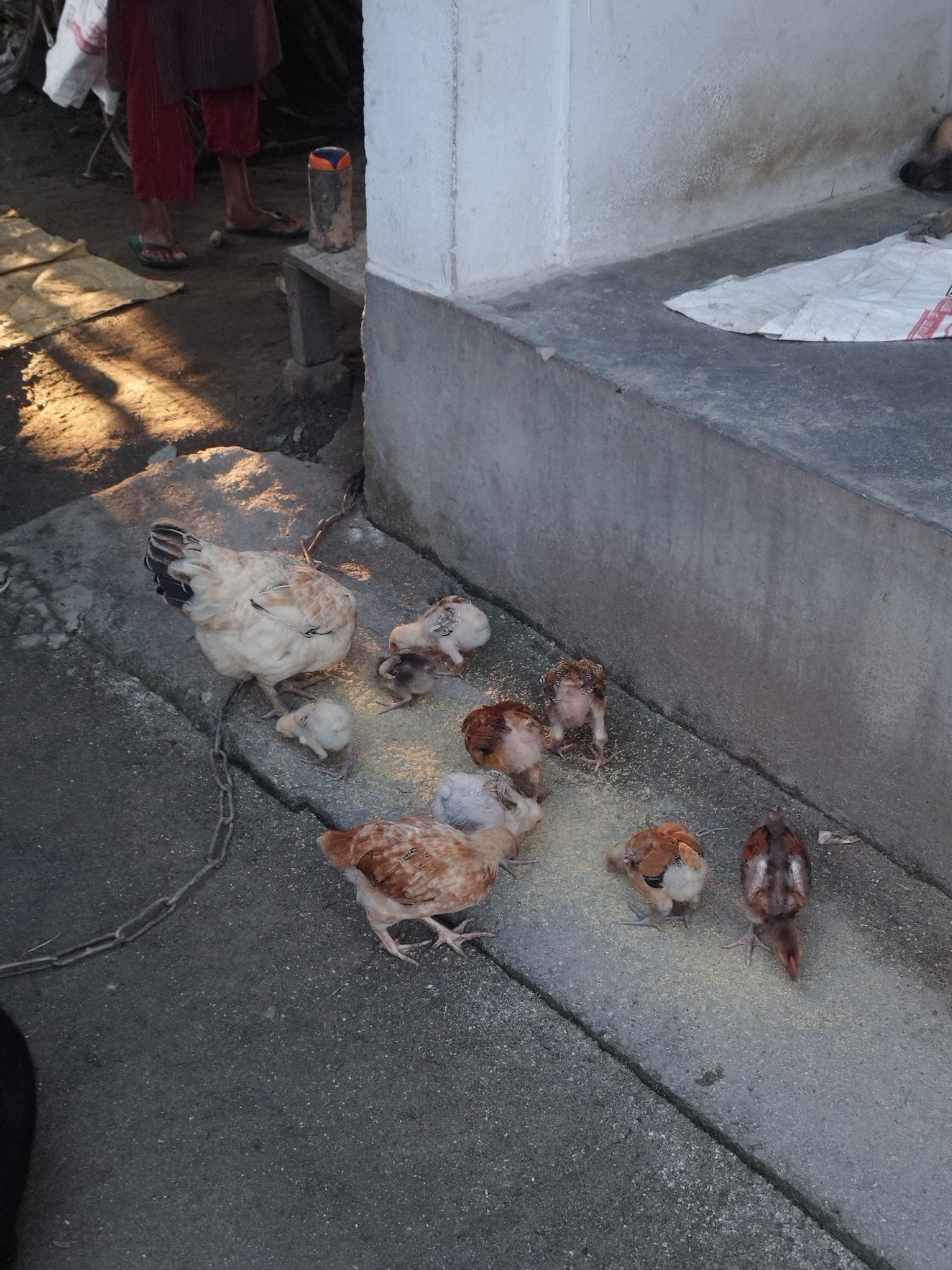 Chicks