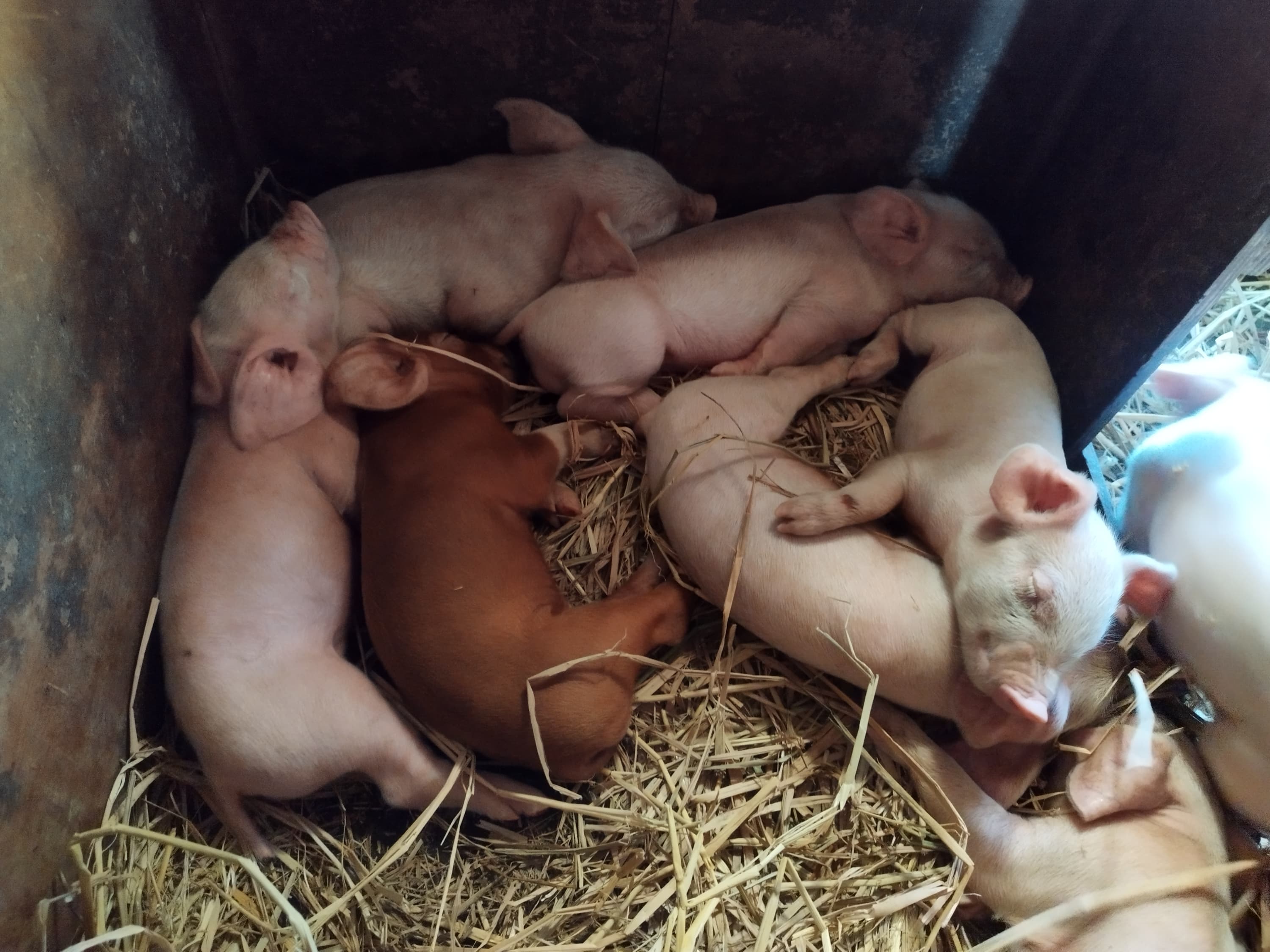 Hybrid Pigs 